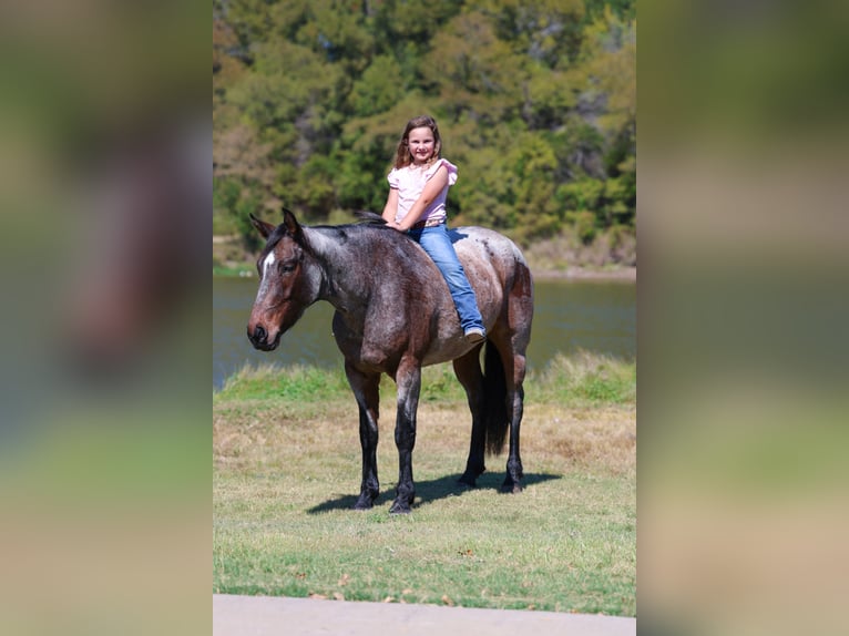 American Quarter Horse Mare 6 years 14,2 hh Roan-Bay in Forney, TX
