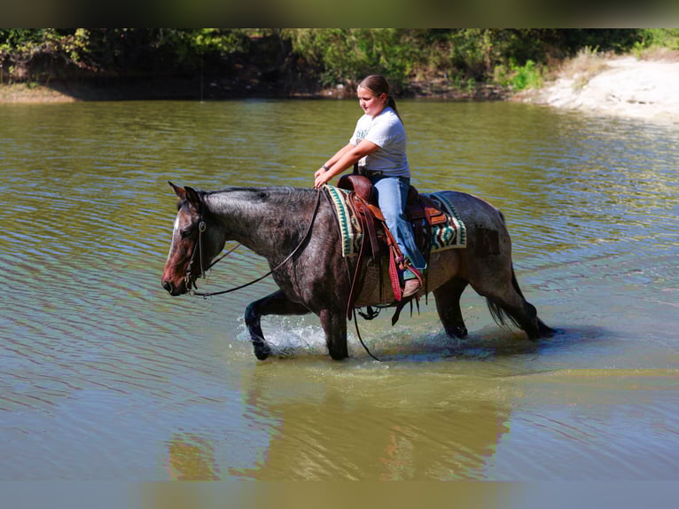 American Quarter Horse Mare 6 years 14,2 hh Roan-Bay in Forney, TX