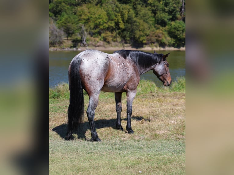 American Quarter Horse Mare 6 years 14,2 hh Roan-Bay in Forney, TX