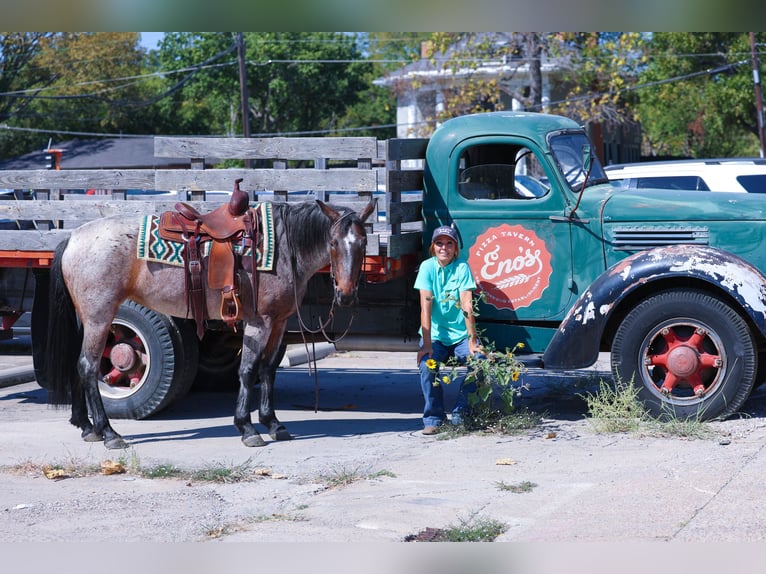 American Quarter Horse Mare 6 years 14,2 hh Roan-Bay in Forney, TX