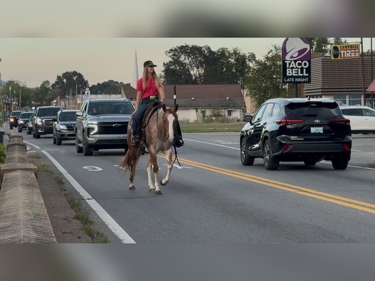 American Quarter Horse Mare 6 years 14,2 hh Roan-Red in Pikeville