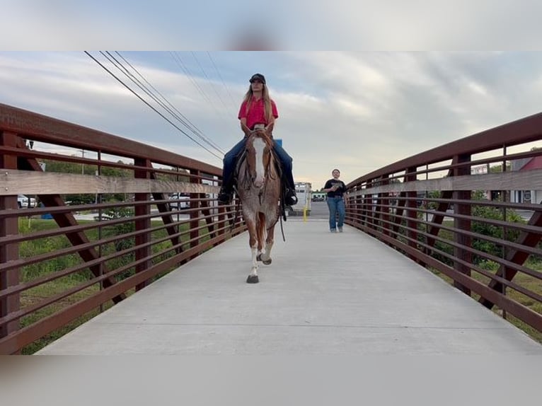 American Quarter Horse Mare 6 years 14,2 hh Roan-Red in Pikeville