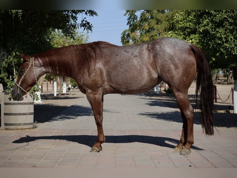 American Quarter Horse Mare 6 years 14,2 hh Roan-Red in Tonopah