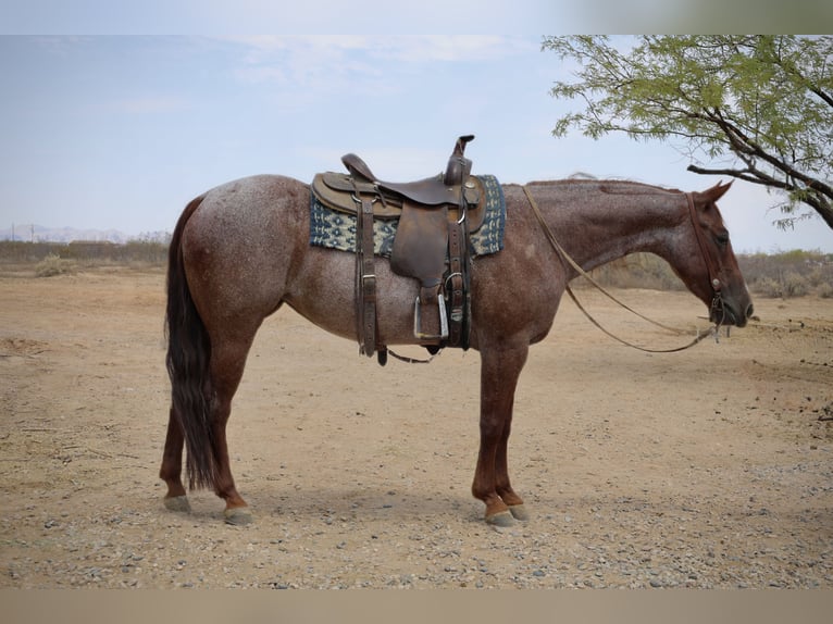 American Quarter Horse Mare 6 years 14,2 hh Roan-Red in Tonopah