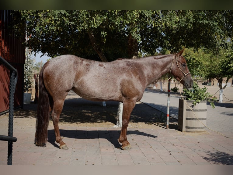 American Quarter Horse Mare 6 years 14,2 hh Roan-Red in Tonopah
