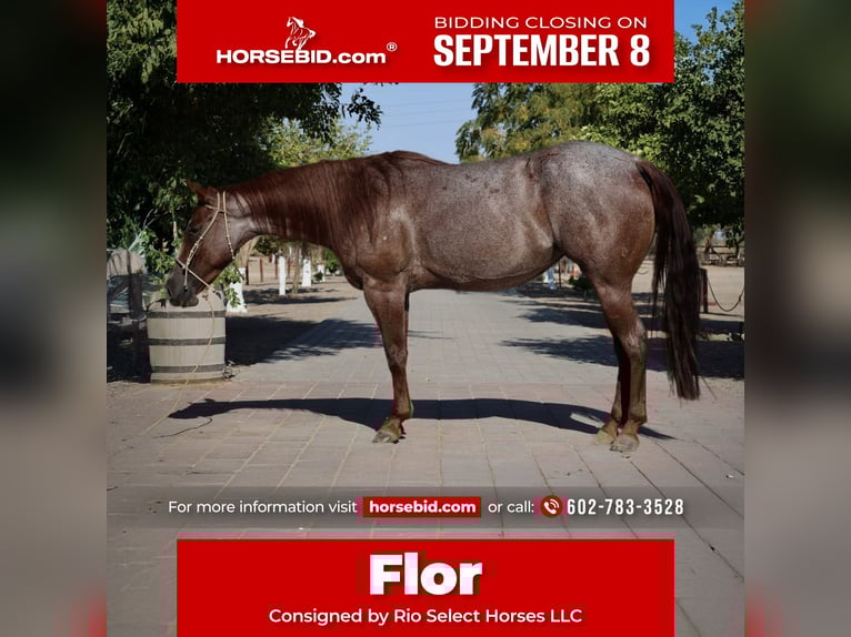 American Quarter Horse Mare 6 years 14,2 hh Roan-Red in Tonopah