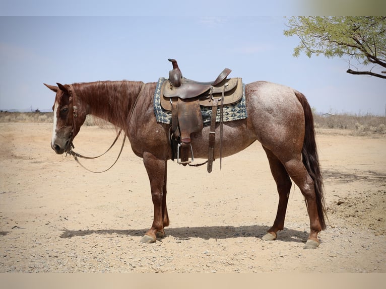 American Quarter Horse Mare 6 years 14,2 hh Roan-Red in Tonopah