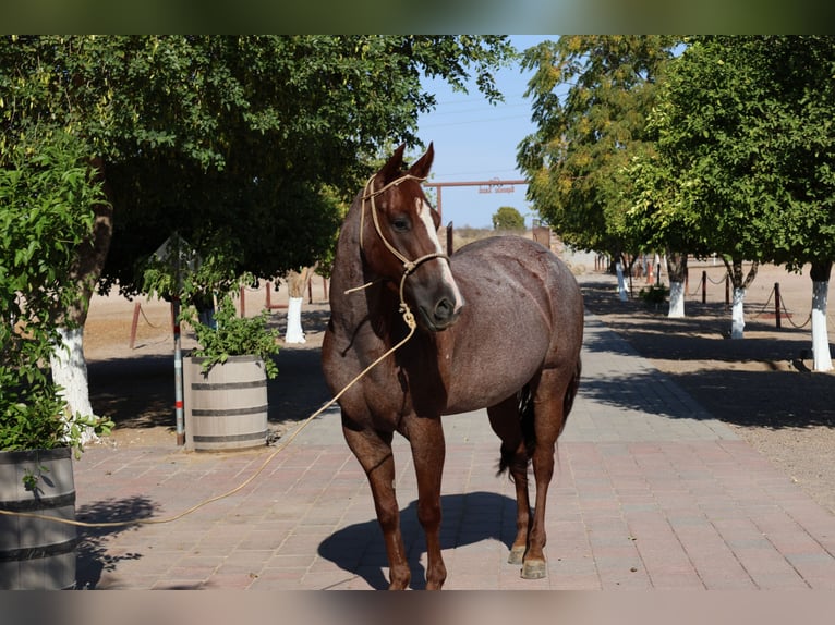 American Quarter Horse Mare 6 years 14,2 hh Roan-Red in Tonopah