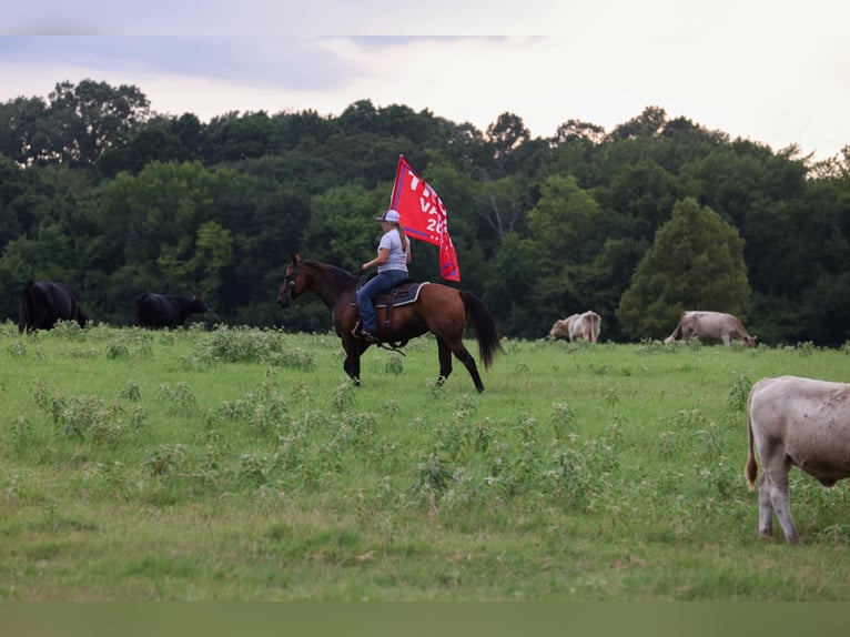 American Quarter Horse Mare 6 years 14,3 hh Bay in Canton TX