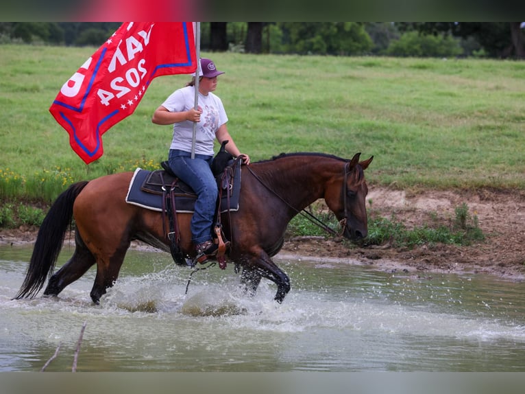 American Quarter Horse Mare 6 years 14,3 hh Bay in Canton TX