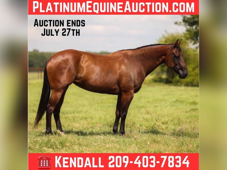 American Quarter Horse Mare 6 years 14,3 hh Bay in Canton TX