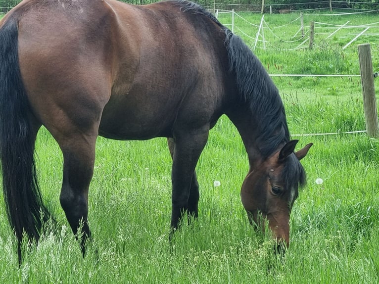 American Quarter Horse Mare 6 years 14,3 hh Brown in Loxstedt
