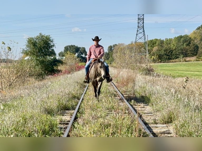 American Quarter Horse Mare 6 years 14,3 hh Buckskin in Cannon Falls