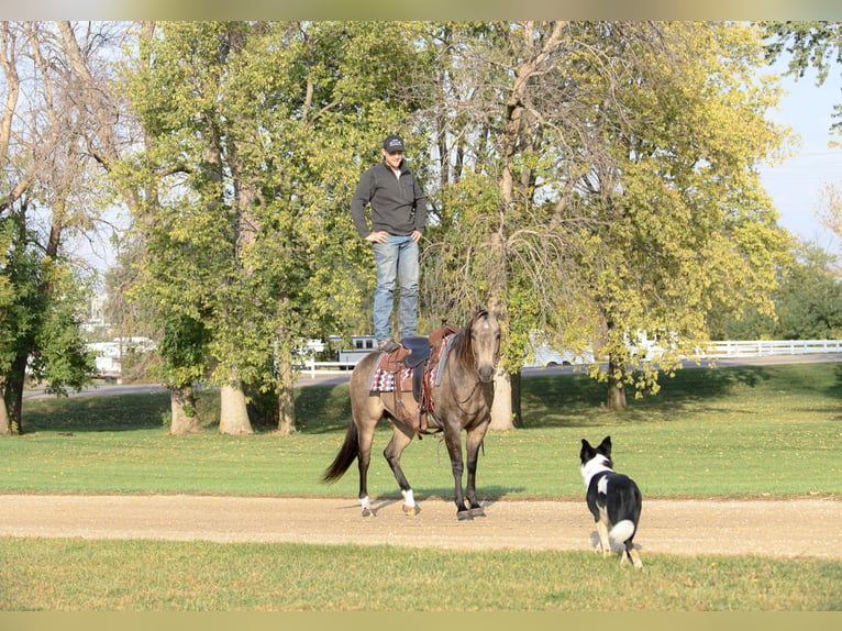 American Quarter Horse Mare 6 years 14,3 hh Buckskin in Cannon Falls
