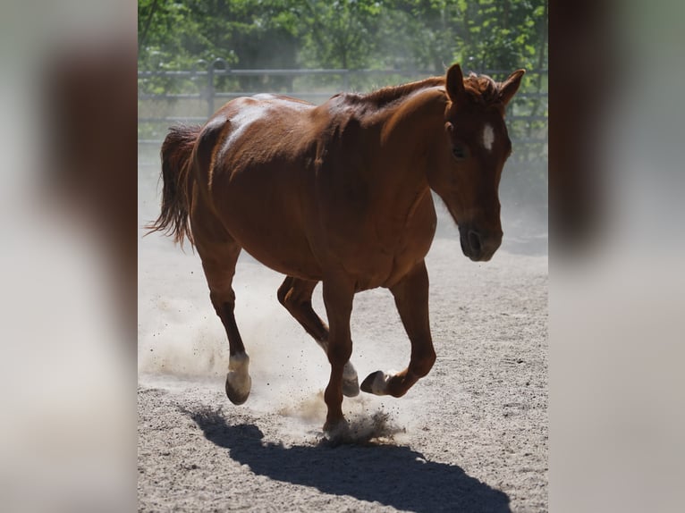 American Quarter Horse Mare 6 years 14,3 hh Chestnut-Red in Durbach
