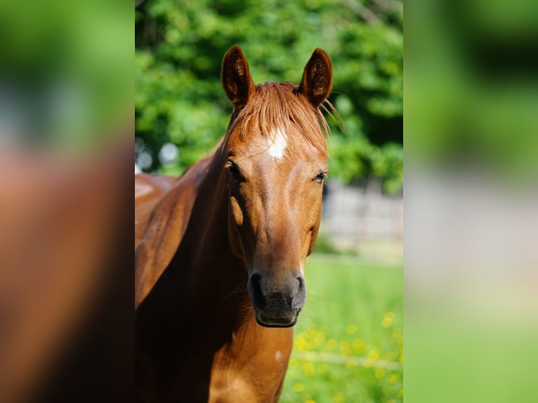 American Quarter Horse Mare 6 years 14,3 hh Chestnut-Red in Durbach