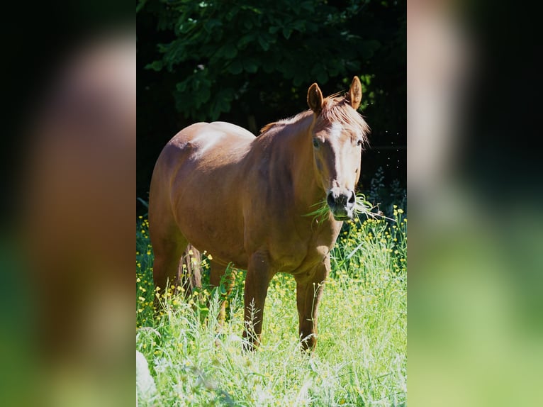 American Quarter Horse Mare 6 years 14,3 hh Chestnut-Red in Durbach