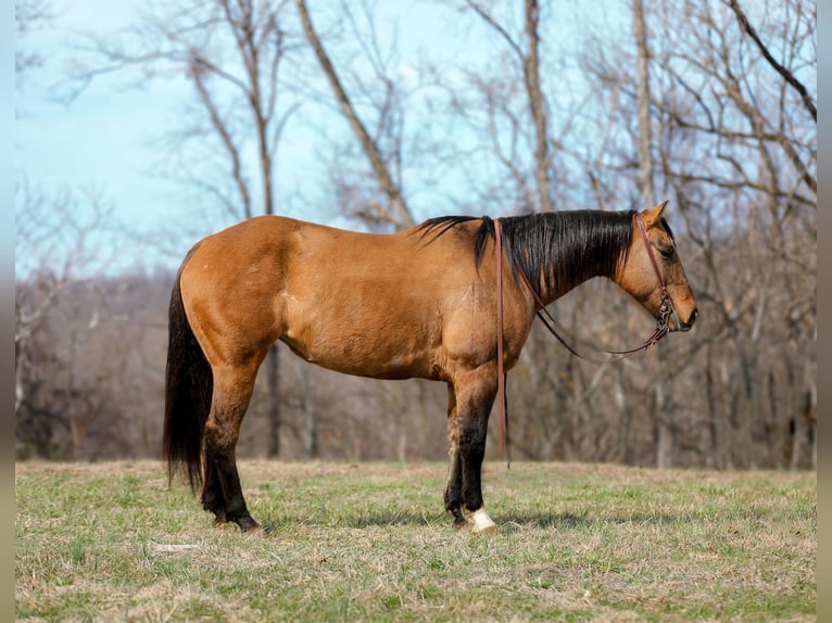 American Quarter Horse Mare 6 years 14,3 hh Dun in Santa Fe