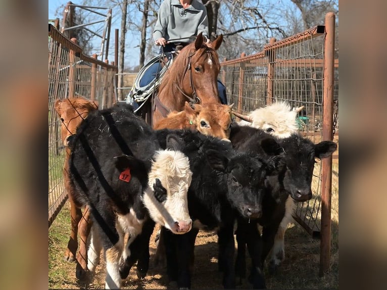 American Quarter Horse Mare 6 years 14,3 hh Roan-Red in Stephenville