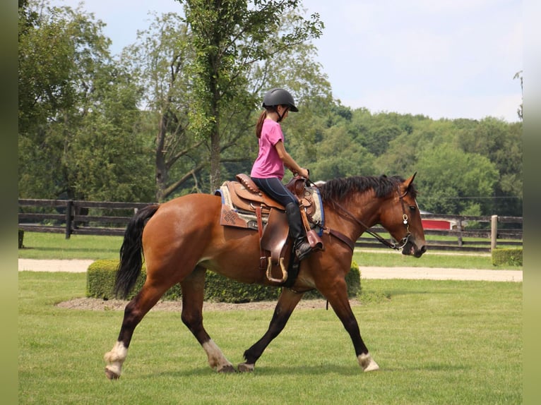 American Quarter Horse Mare 6 years 15,1 hh Bay in Highland Mi