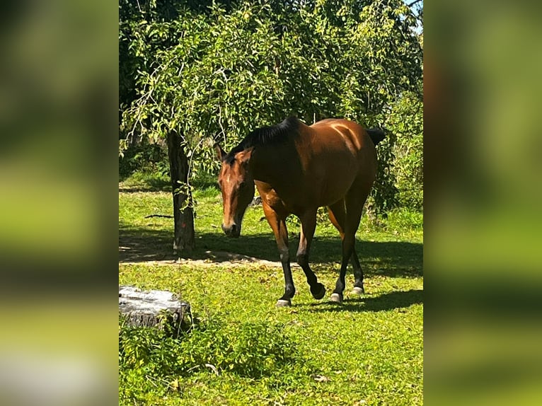 American Quarter Horse Mare 6 years 15,1 hh Brown in Mellingen