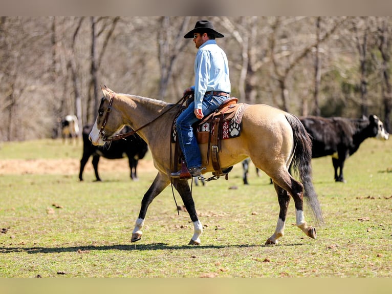 American Quarter Horse Mare 6 years 15.1 hh Buckskin in Santa Fe, TN