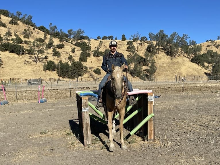 American Quarter Horse Mare 6 years 15,1 hh Palomino in Paicines CA