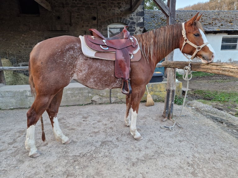 American Quarter Horse Mare 6 years 15.1 hh Rabicano in Andernach