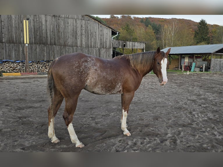 American Quarter Horse Mare 6 years 15.1 hh Rabicano in Andernach