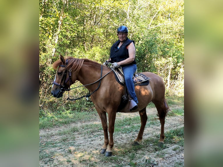 American Quarter Horse Mare 6 years 15,1 hh Red Dun in Sainte-Gemme