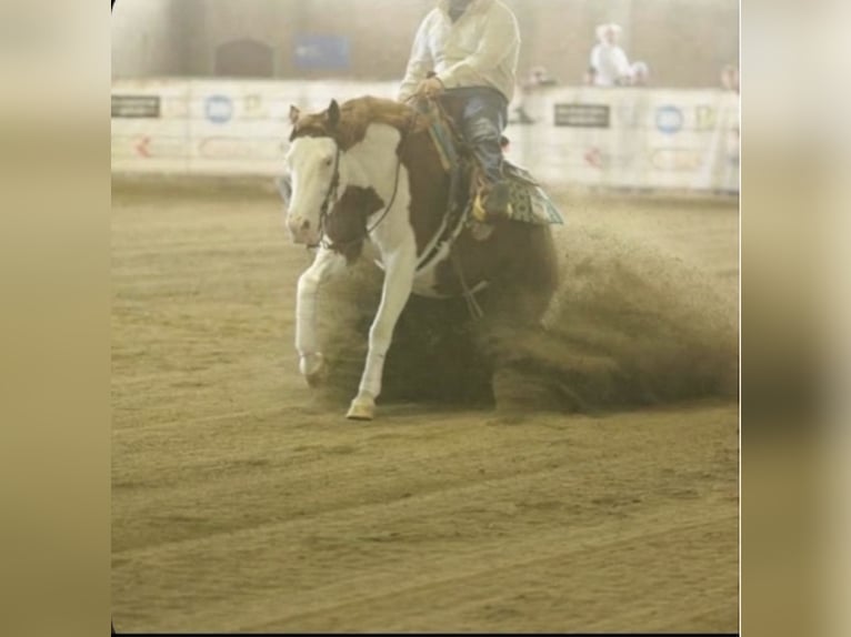 American Quarter Horse Mare 6 years 15.1 hh  in Caserta