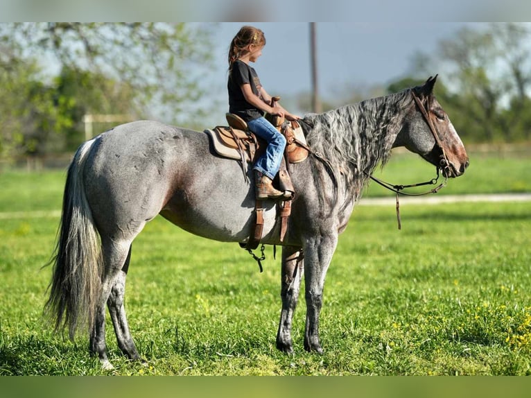 American Quarter Horse Mare 6 years 15,1 hh Roan-Blue in Weatherford