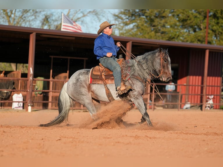 American Quarter Horse Mare 6 years 15,1 hh Roan-Blue in Weatherford