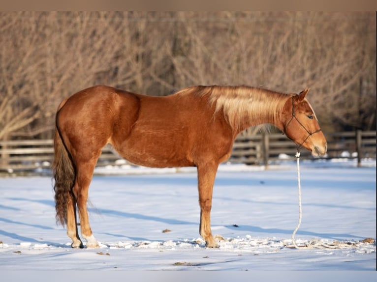 American Quarter Horse Mare 6 years 15,1 hh Sorrel in Southampton, PA