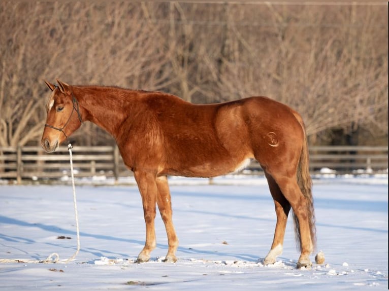 American Quarter Horse Mare 6 years 15,1 hh Sorrel in Southampton, PA