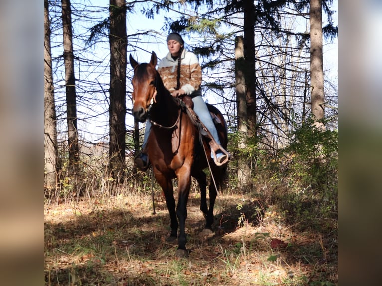 American Quarter Horse Mare 6 years 15,2 hh Bay in Howell