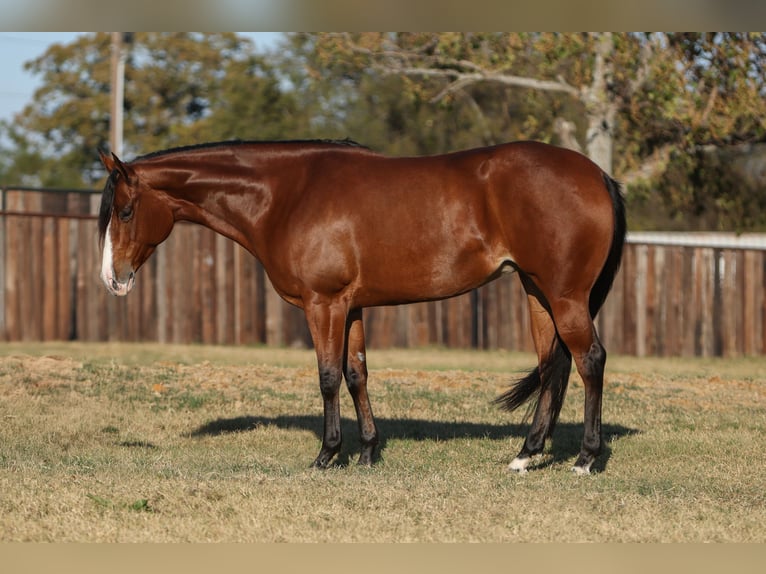 American Quarter Horse Mare 6 years 15,2 hh Bay in Cleburne