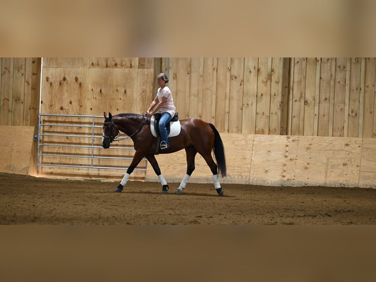 American Quarter Horse Mare 6 years 15,2 hh Bay in Millersburg