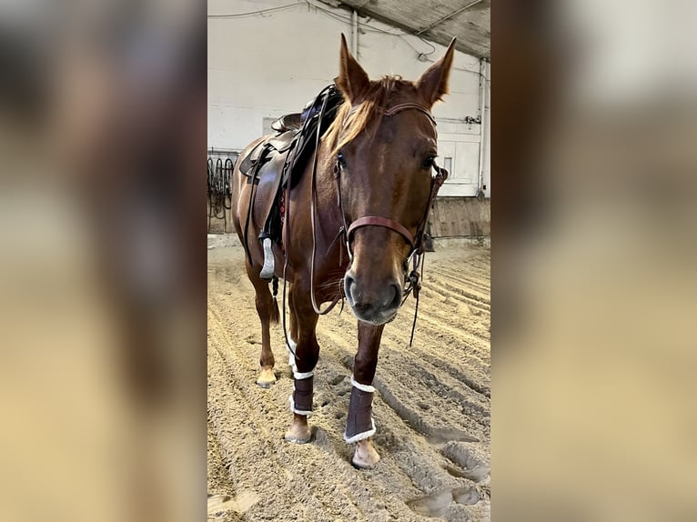 American Quarter Horse Mix Mare 6 years 15.2 hh Chestnut in Breisach am Rhein