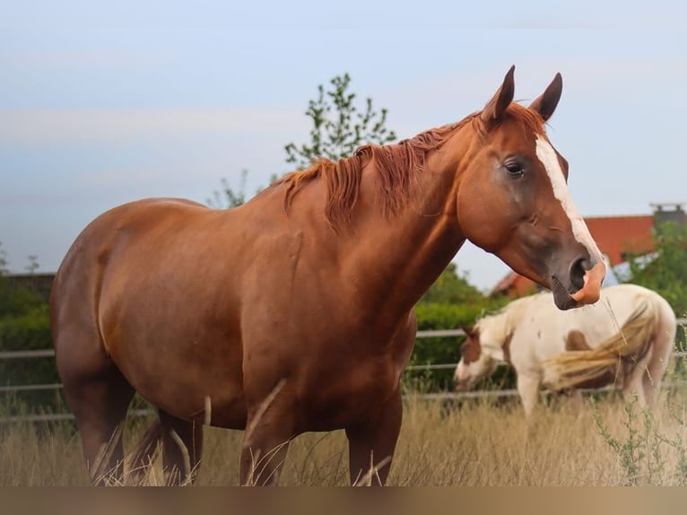 American Quarter Horse Mare 6 years 15,2 hh Chestnut-Red in Landesbergen