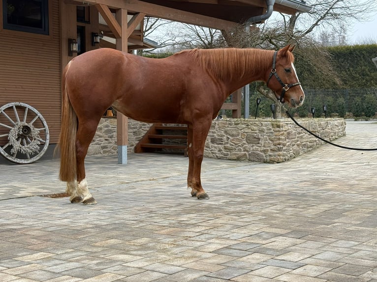 American Quarter Horse Mare 6 years 15.2 hh Chestnut-Red in Hundsangen