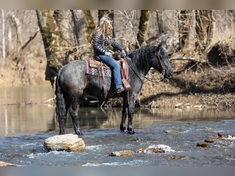 American Quarter Horse Mare 6 years 15,2 hh Roan-Blue in Ewing KY