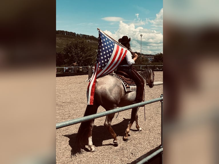 American Quarter Horse Mare 6 years 15,2 hh Roan-Red in Illingen