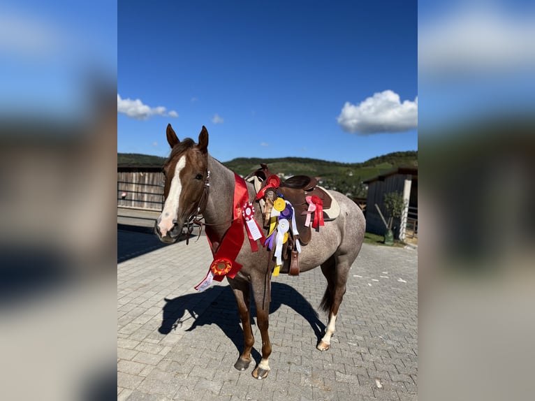 American Quarter Horse Mare 6 years 15,2 hh Roan-Red in Illingen