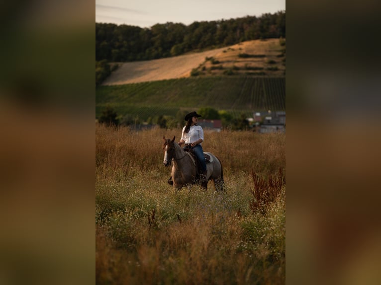 American Quarter Horse Mare 6 years 15,2 hh Roan-Red in Illingen