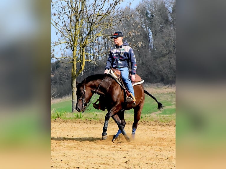 American Quarter Horse Mare 6 years 15 hh Bay-Dark in München