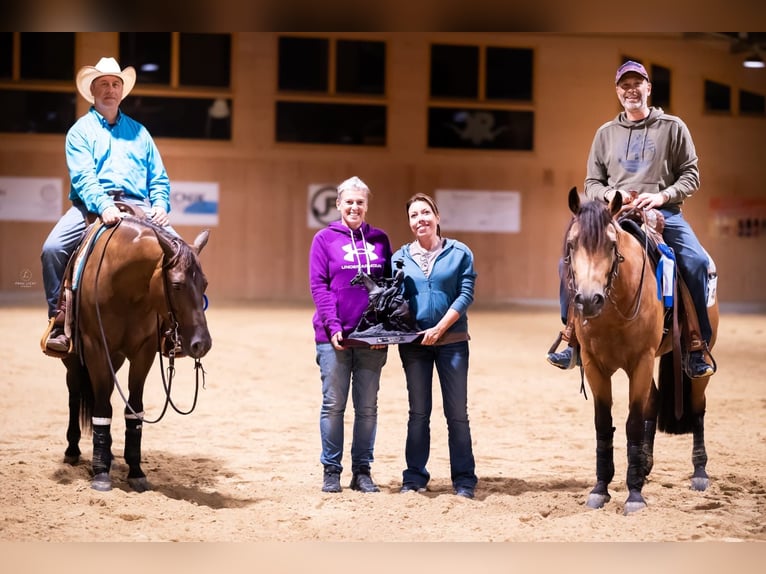 American Quarter Horse Mare 6 years 15 hh Bay-Dark in München