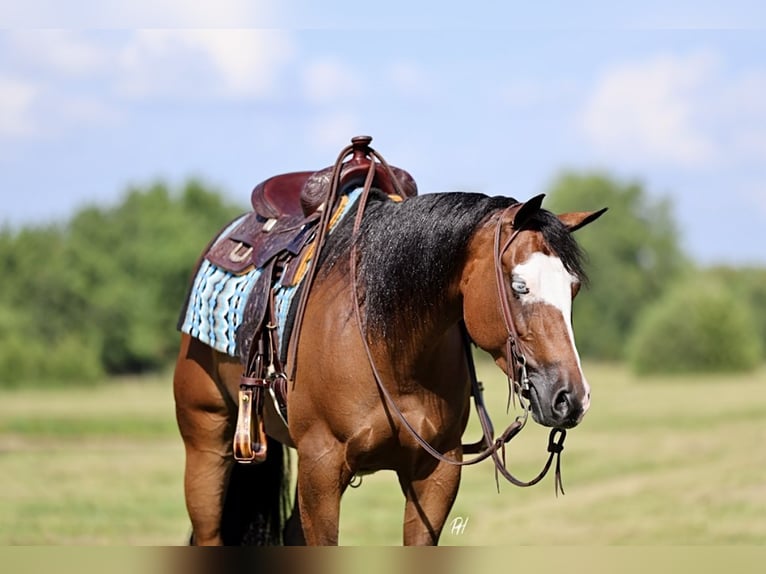 American Quarter Horse Mare 6 years 15 hh Bay in Buffalo, MO