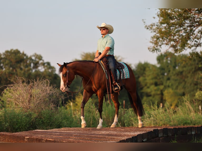 American Quarter Horse Mare 6 years 15 hh Bay in Buffalo, MO