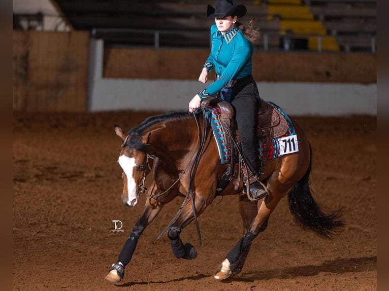 American Quarter Horse Mare 6 years 15 hh Bay in Buffalo, MO